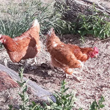 Appartement Casa Per Vacanze Degli Gnomi Challancin