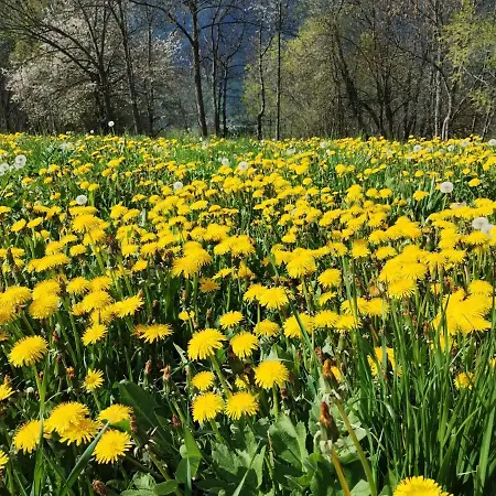 Casa Per Vacanze Degli Gnomi *
