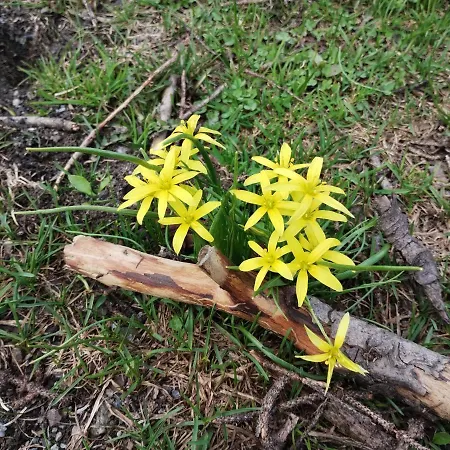 Casa Per Vacanze Degli Gnomi